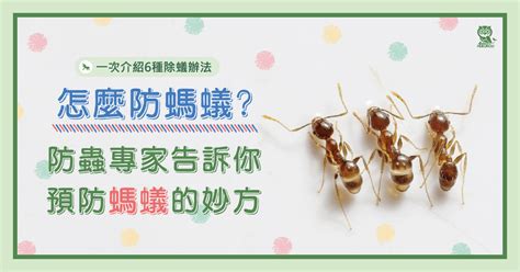 房間螞蟻|怎麼防螞蟻？螞蟻大軍怕什麼？居家螞蟻防治專家告訴。